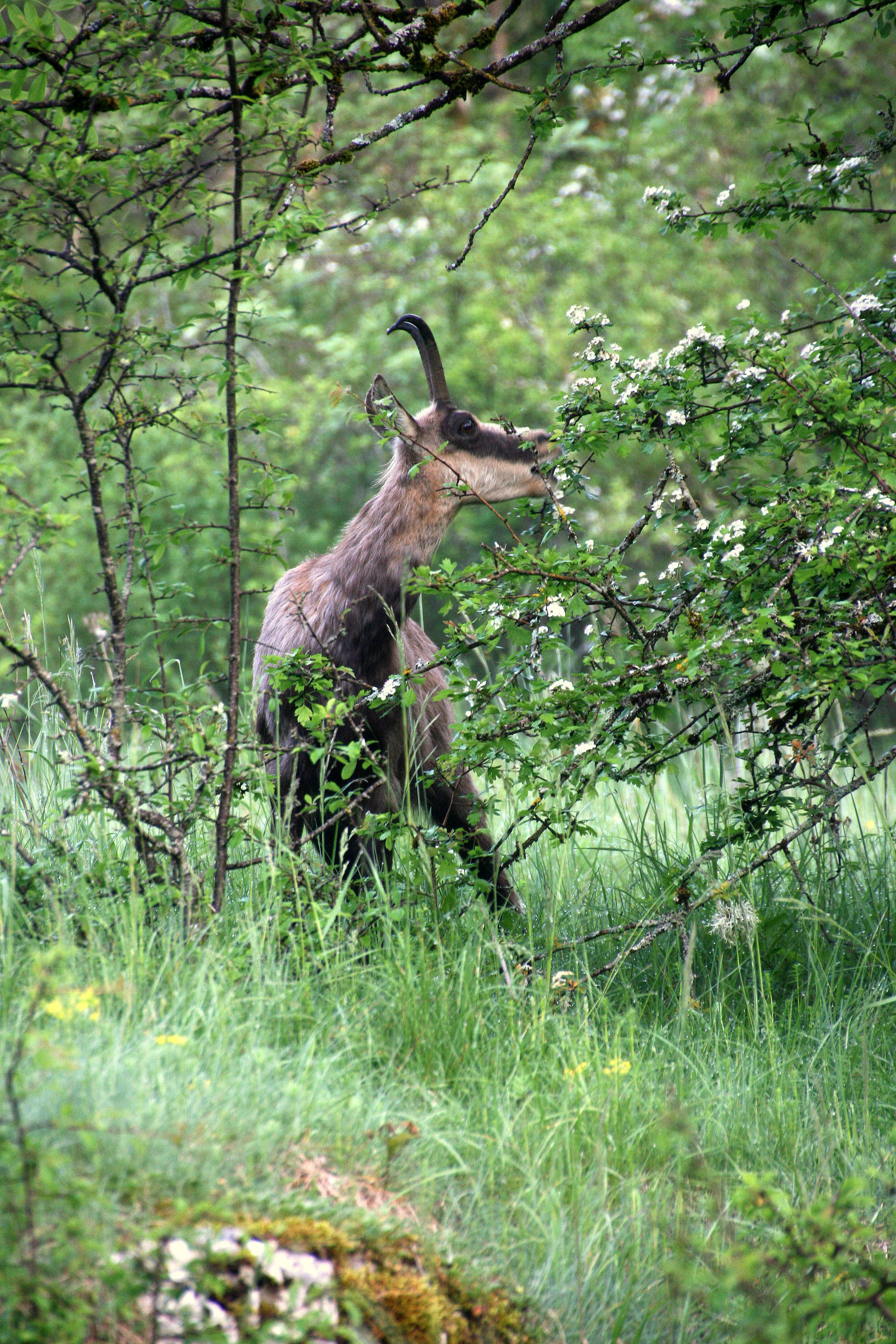 La modification des heures d'activité, ou encore la composition des domaines vitaux en termes de diversité d'habitats, pourraient être une réponse des ongulés aux paramètres environnementaux (chasse, lynx, climat, etc.). © JL GUILLERMOZ