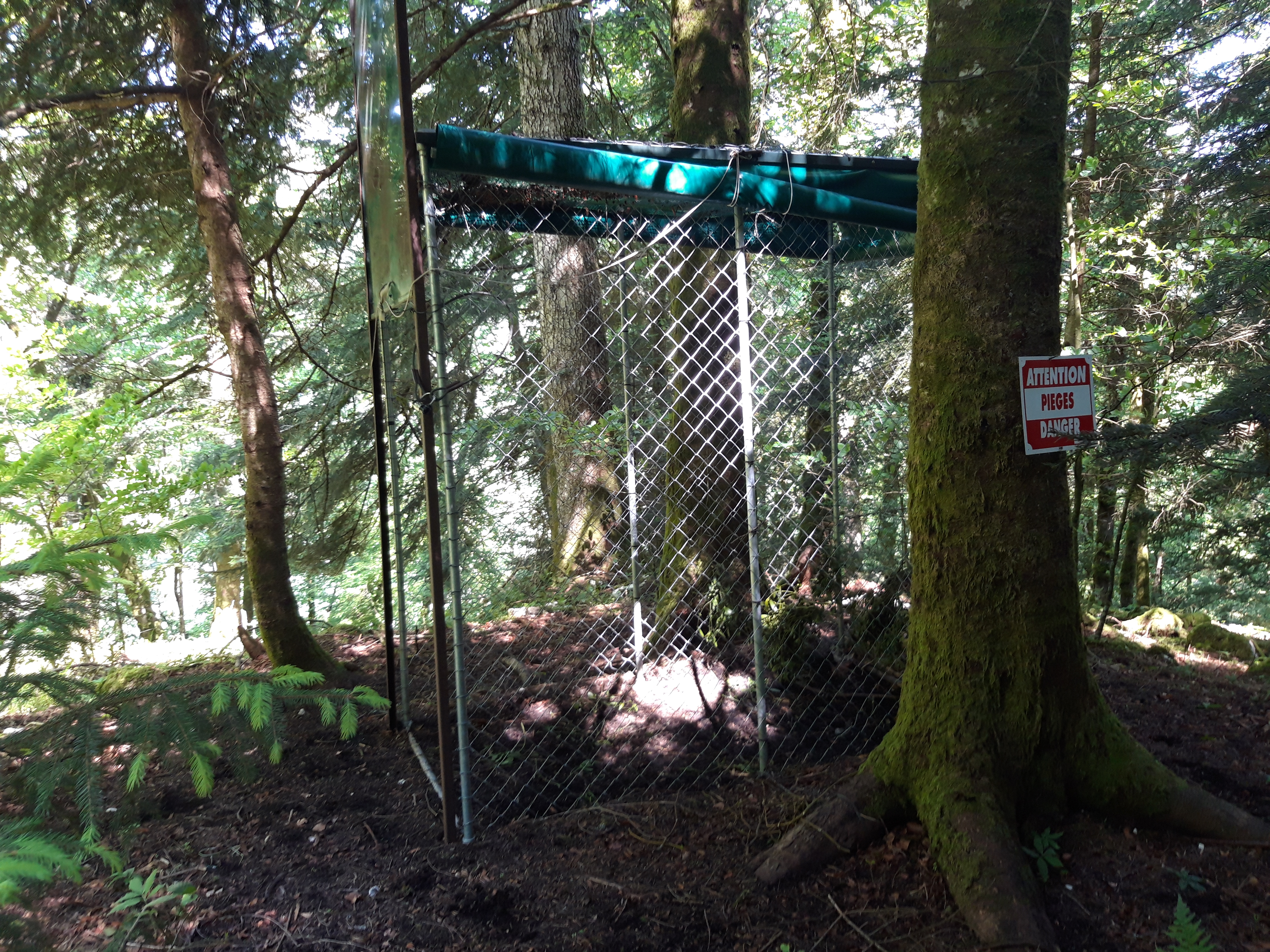 Cage destinée à la capture de chamois attirés par du sel, lierre et gui