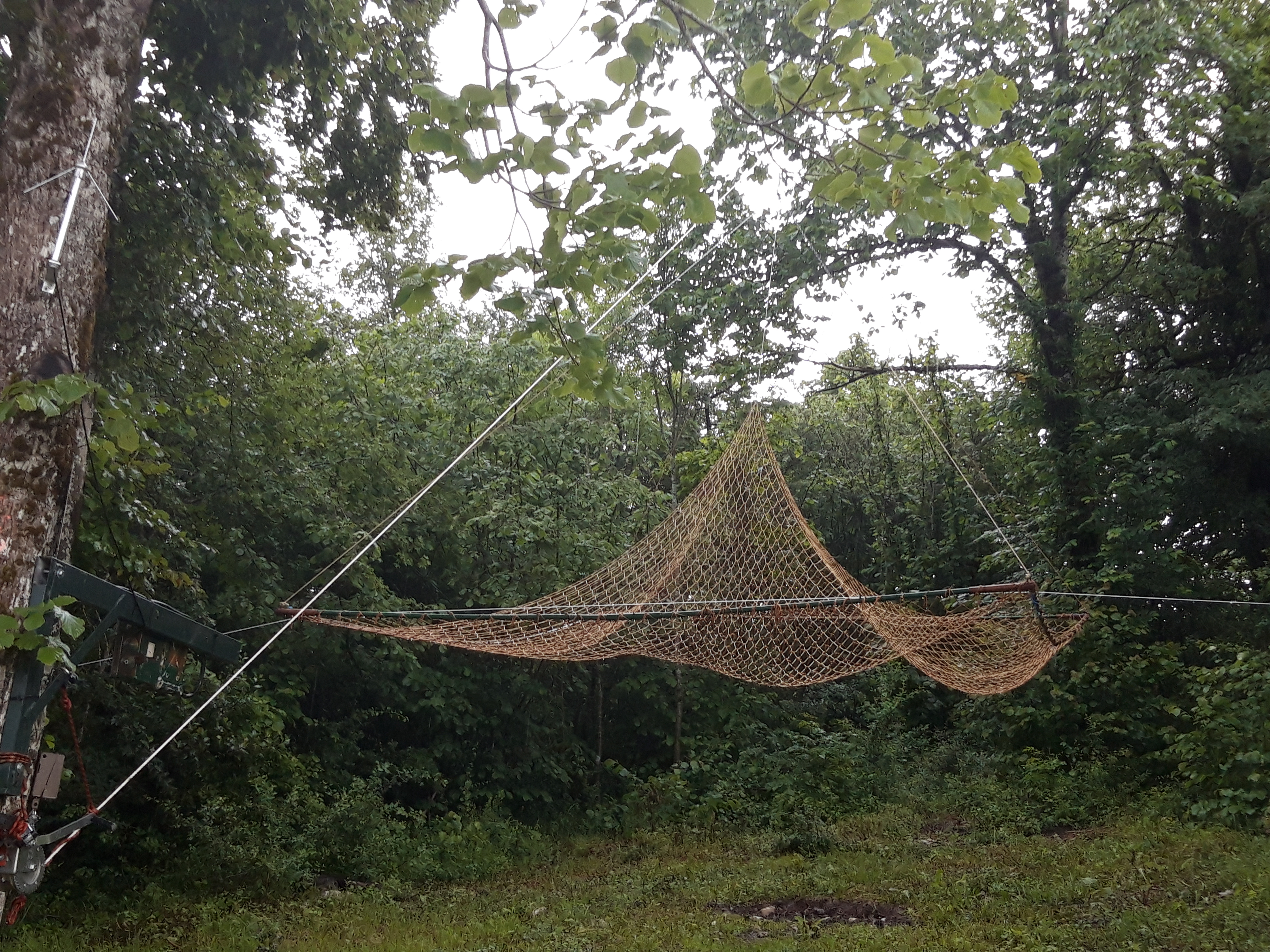 Filet destiné à la capture de chamois attirés par du sel, lierre et gui