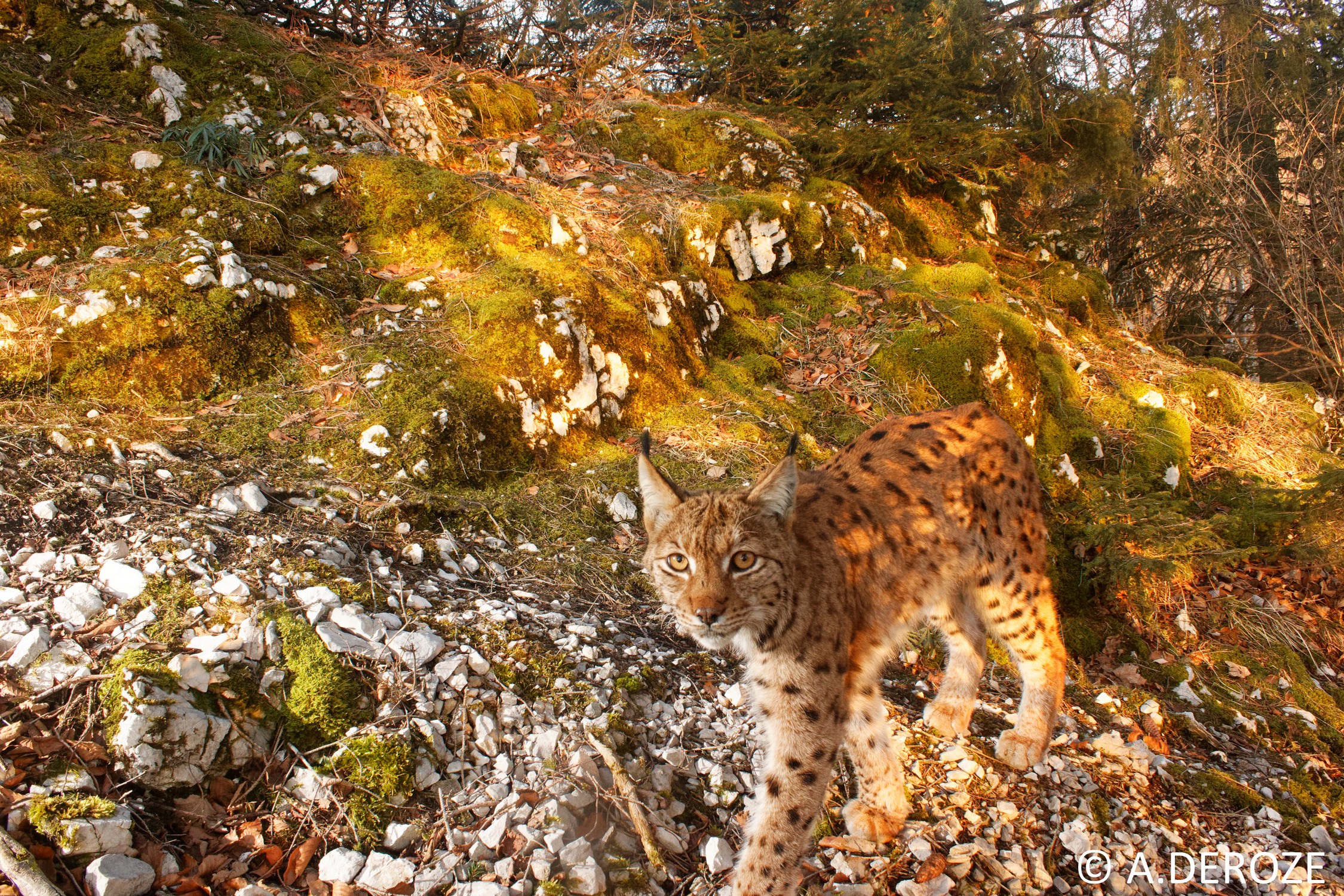 Lynx photographié par un bénévole impliqué dans le suivi © A. DEROZE