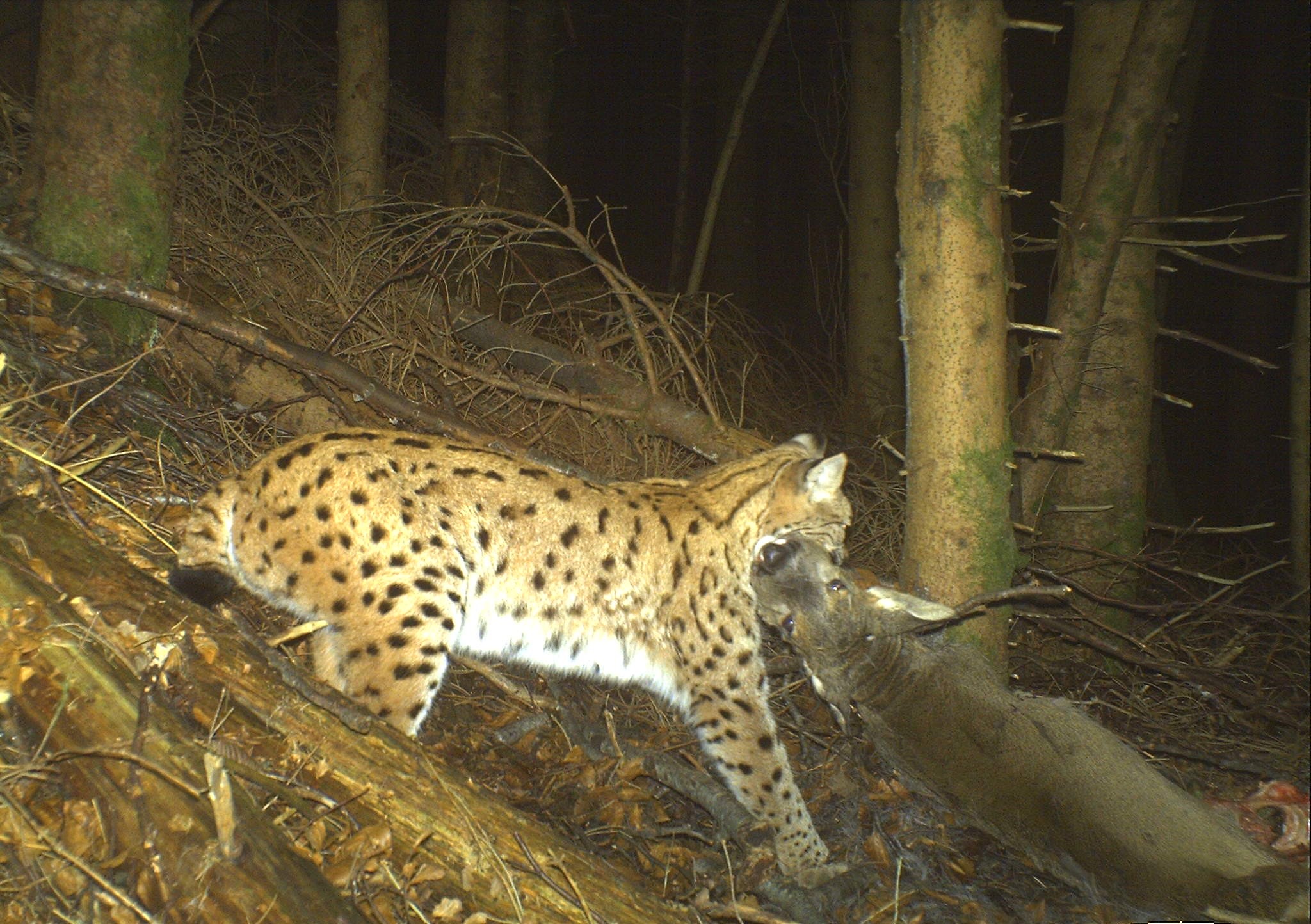 Les chevreuils et chamois représentent environ 80% du régime alimentaire du lynx boréal. Ces ongulés étant également chassés, il existe un enjeu fort de gestion durable de ces proies et de maintien et/ou d'amélioration de la coexistence entre la chasse et la conservation du lynx. © FDC39