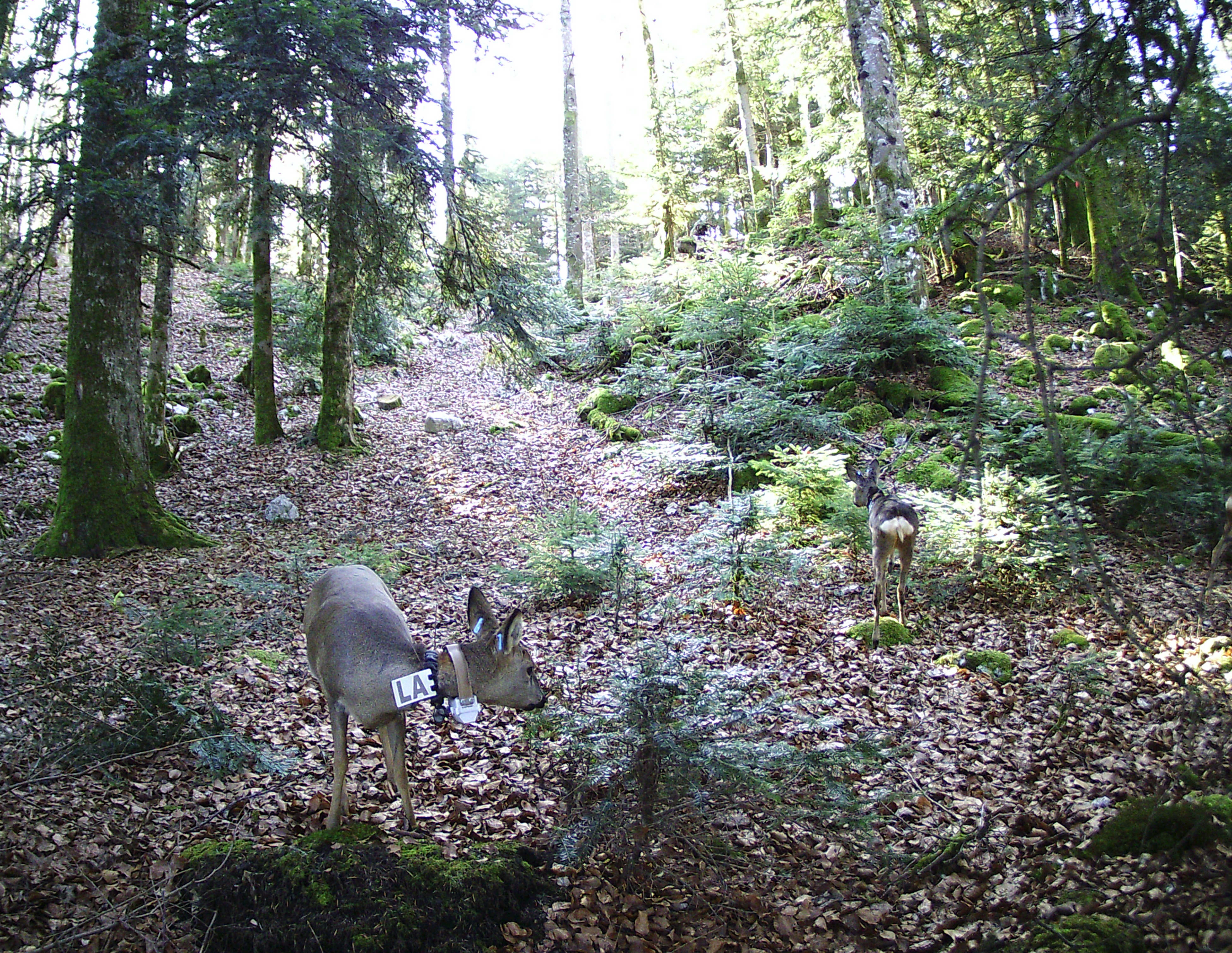 Le marquage des ongulés avec des colliers GPS permet de délimiter et caractériser les domaines vitaux des ongulés, leurs rythmes d'activités et de mesurer la pression qu'ils exercent sur la flore en fonction des variables environnementales (lynx, chasse, climat, etc.)