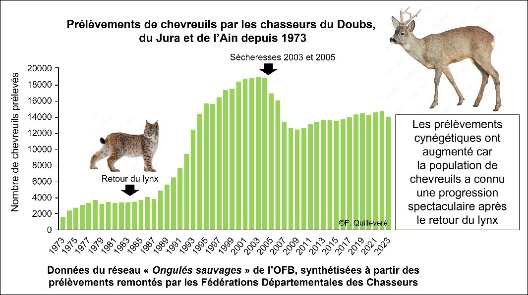 Figure 1: Évolution des prélèvements à la chasse de chevreuils - Réalisé par Frédéric QUILLÉVÉRÉ, Lettre Lynx boréal N°24 SFEPM, Décembre 2025