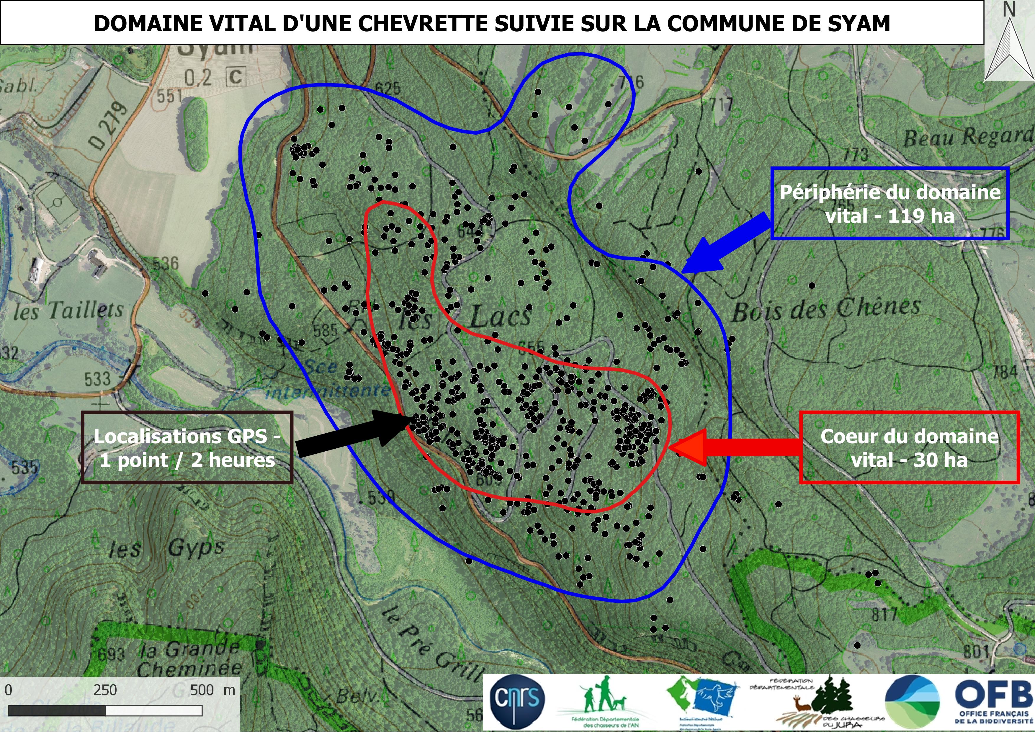 Domaine vital annuel d'une chevrette suivie dans le Jura