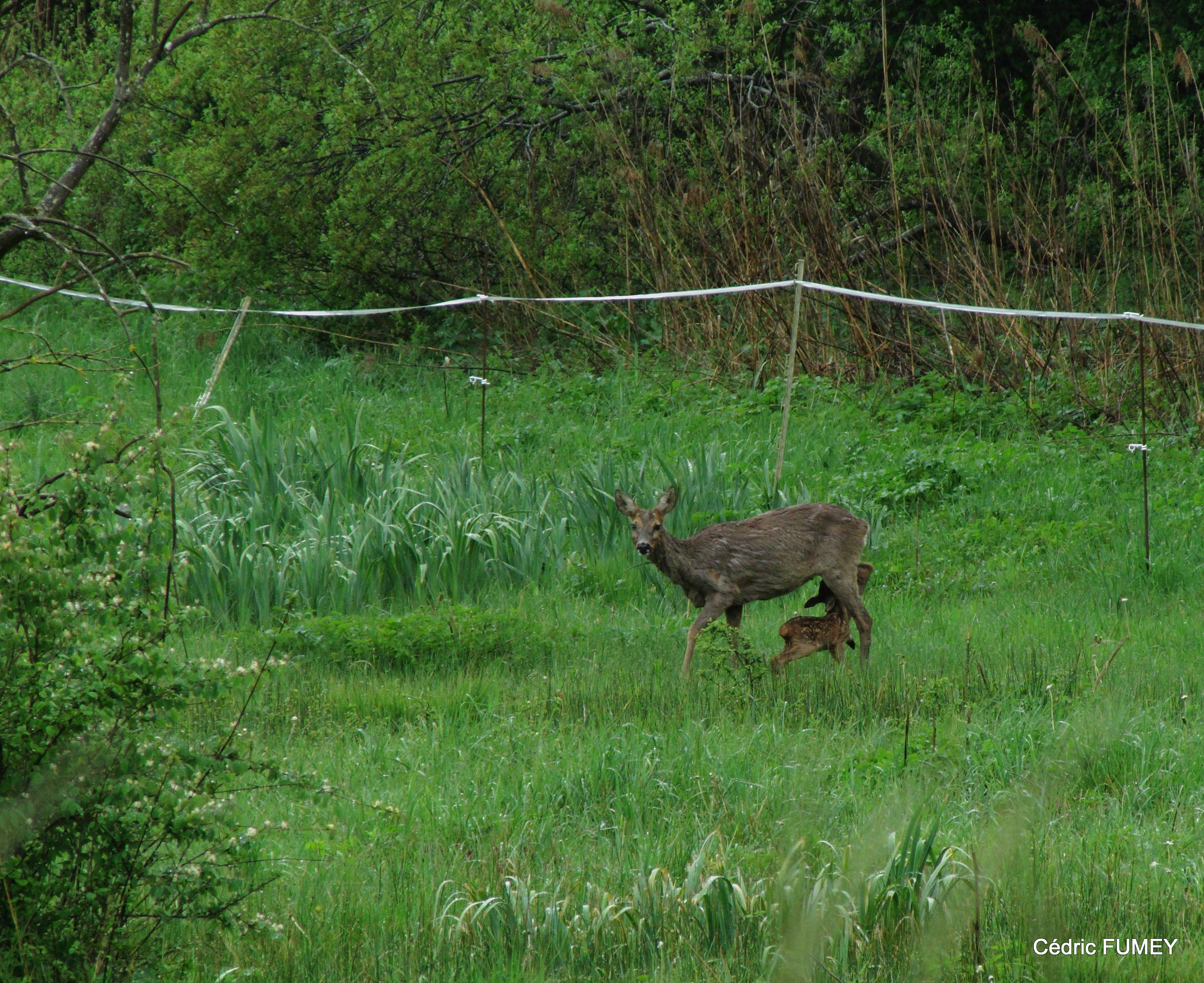 Chevrette et son faon © C. FUMEY