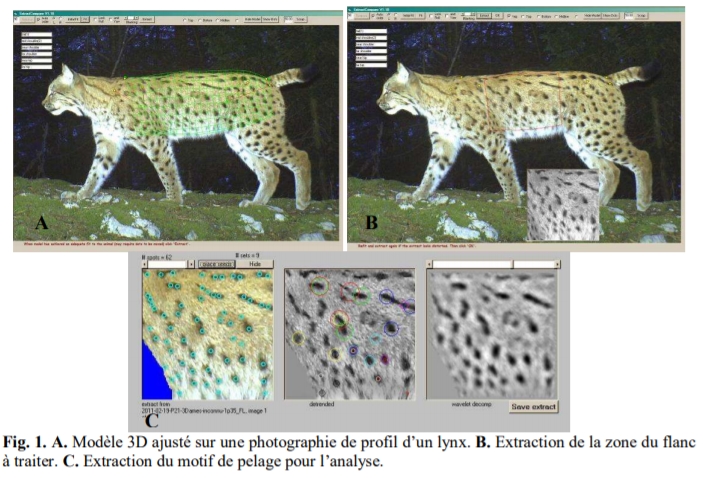 Procédure d'identification des lynx - Source: OFB
