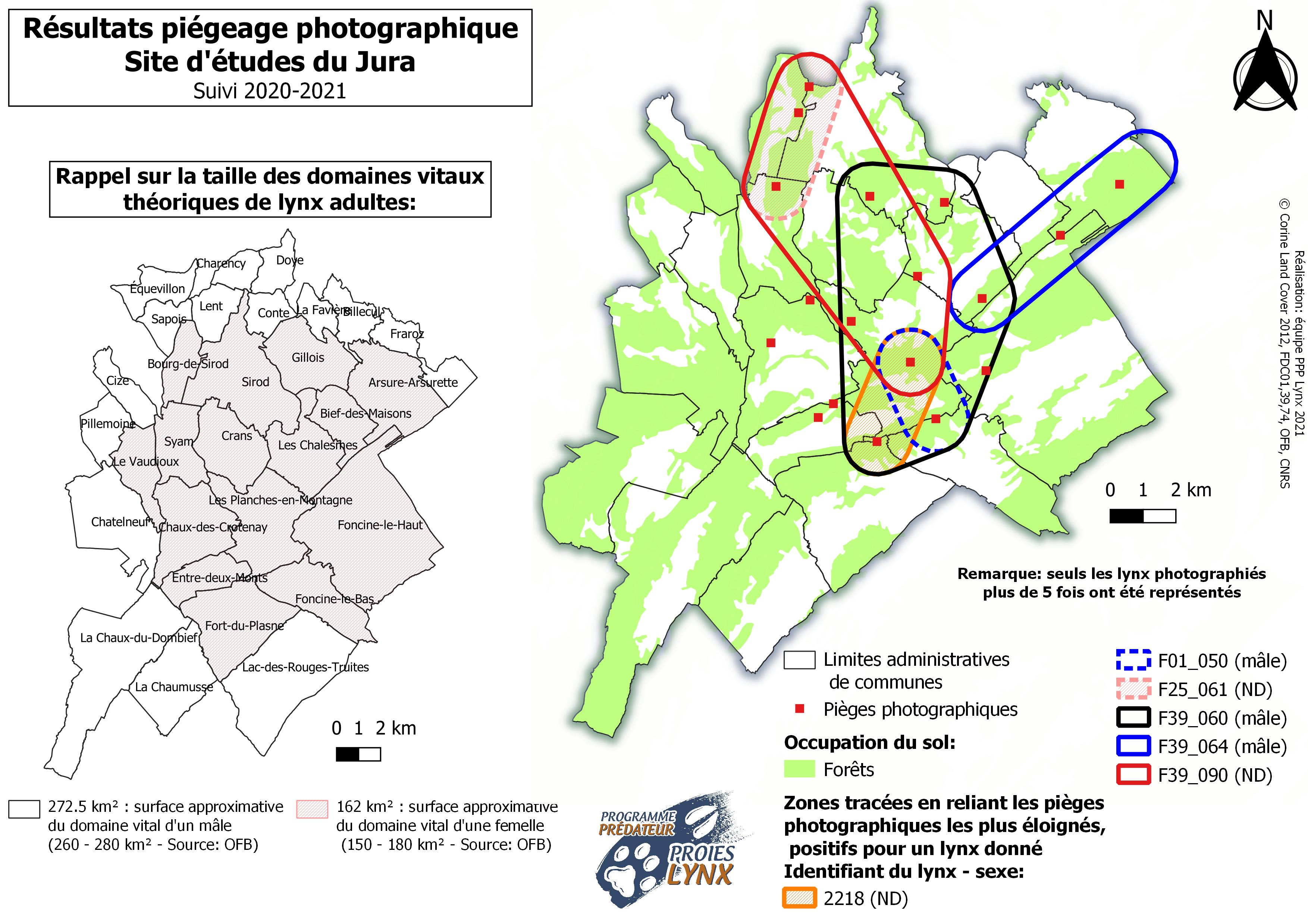 Il est évidemment important de noter que les domaines vitaux des individus photographiés sont bien plus vastes que la surface de la zone d’études. En effet le lynx est un animal territorial. Dans le Jura, en moyenne, les mâles occupent des domaines vitaux allant de 260 à 280 km² et les femelles de 150 à180 km² (source : OFB). Les territoires d’individus du même sexe sont généralement adjacents les uns des autres avec peu de recouvrement. Le domaine vital d’un mâle peut recouper celui de plusieurs femelles.