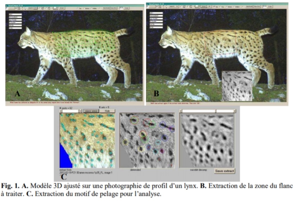 Procédure d'identification des lynx - © OFB