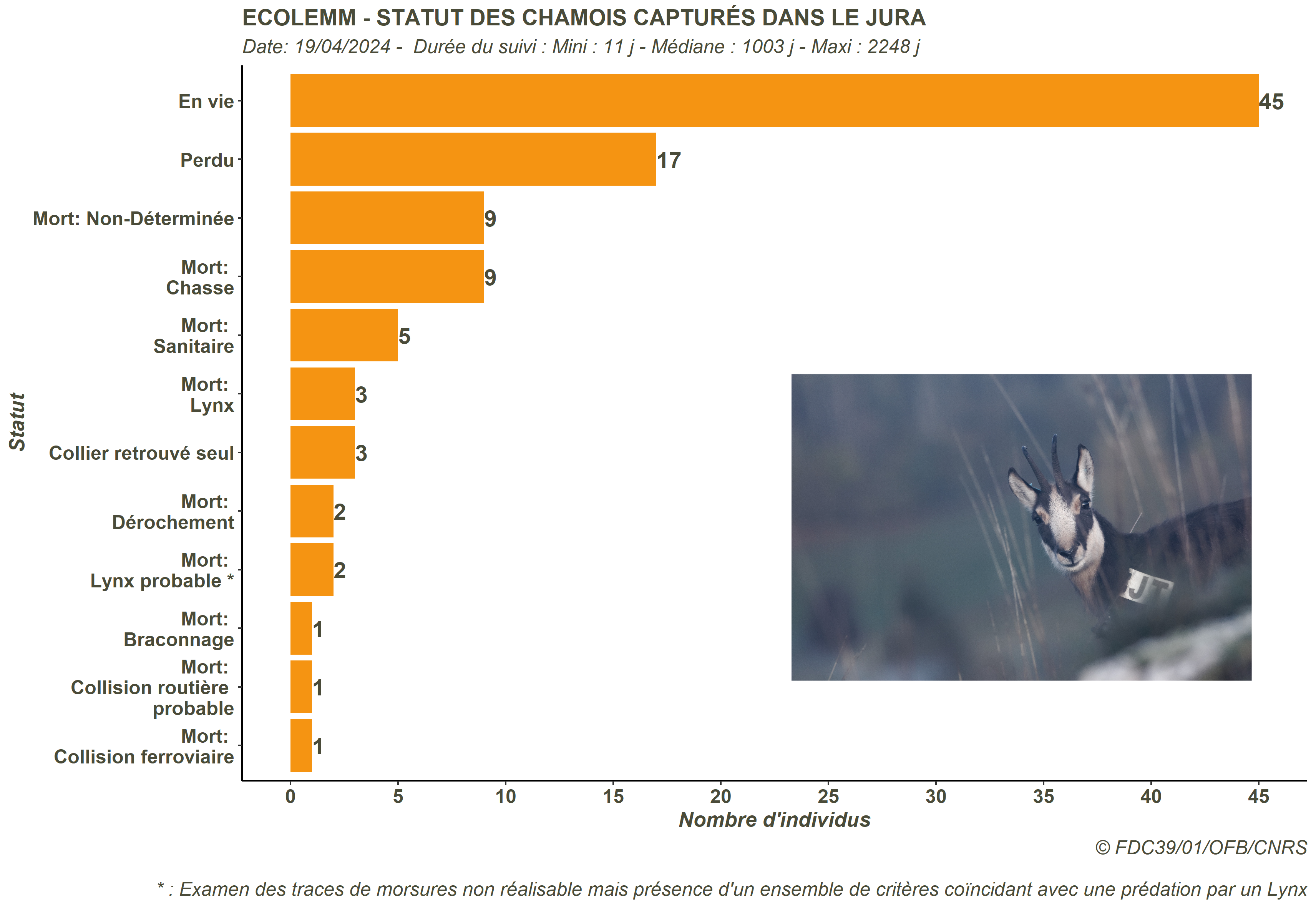 Statut des chamois capturés