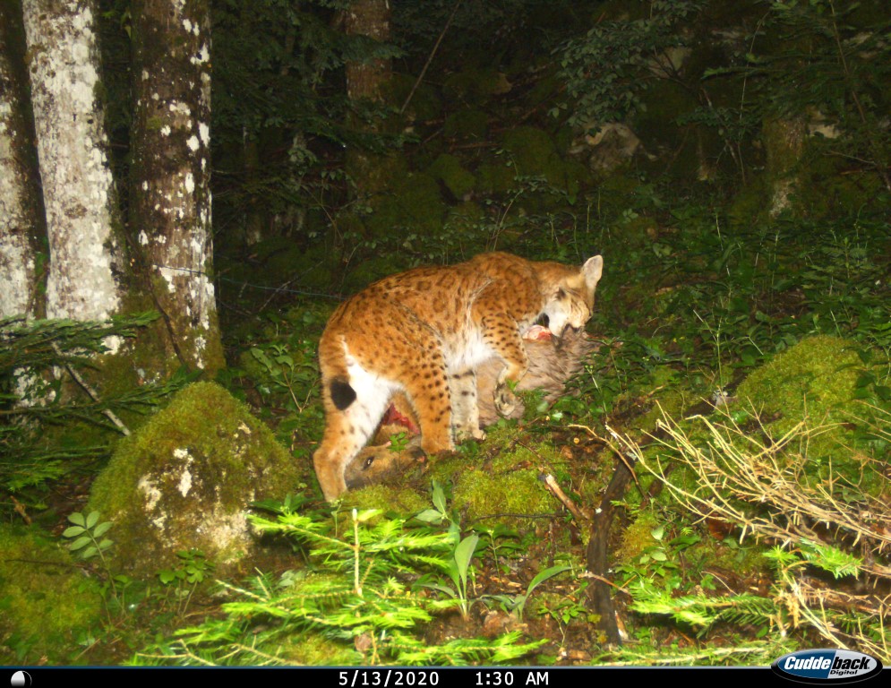 Lynx photographié sur une carcasse d'une chevrette équipée d'un collier GPS. Le lynx revient consommer sa proie plusieurs nuits, ce qui permet d'installer ce type de matériel et d'identifier l'individu grâce au motif de tâches sur son pelage. En l'occurrence, il s’agissait d’un lynx déjà identifié en Suisse.