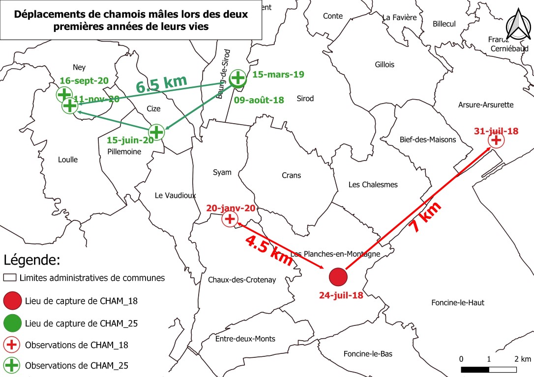 Dispersion de chamois dans le Jura