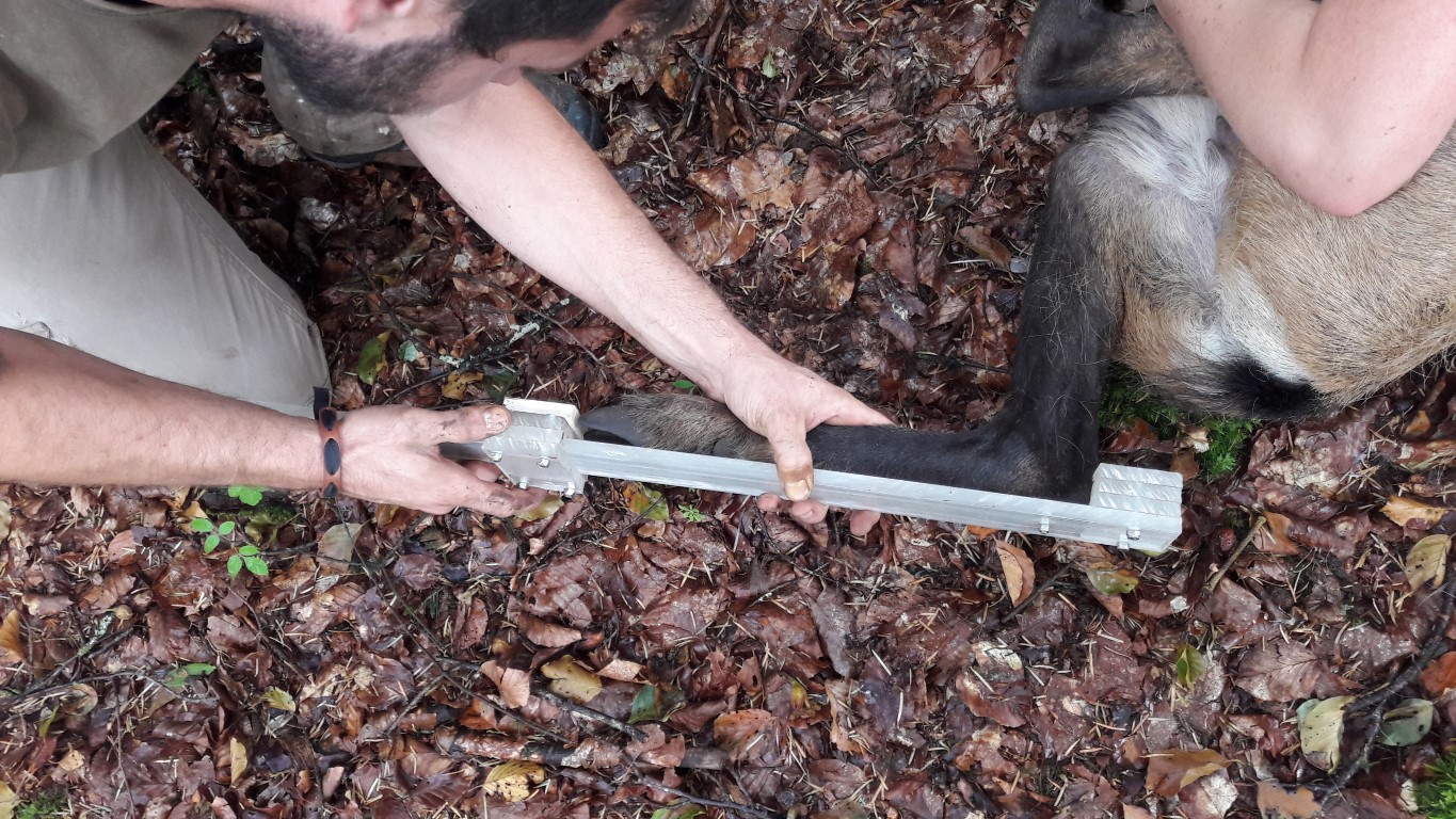 Mesure de la longueur de patte arrière sur un chamois capturé