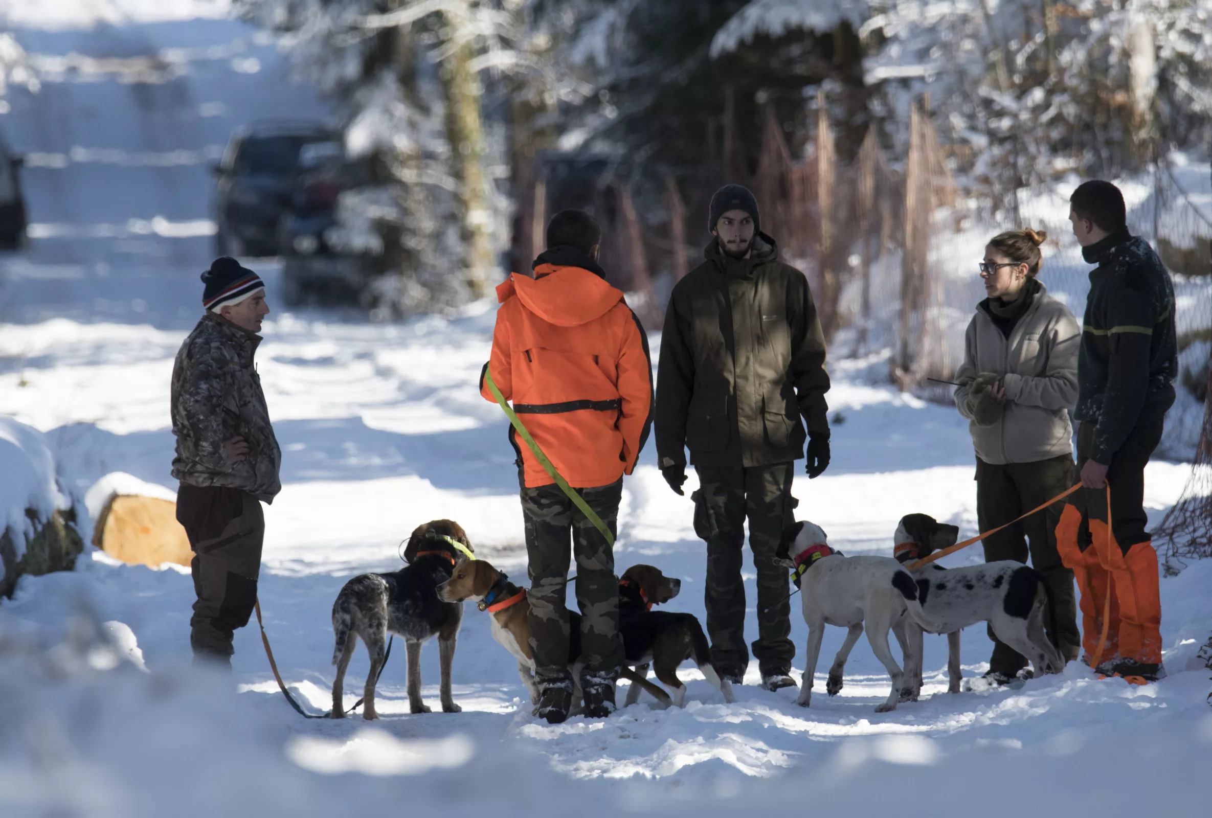Les chiens de chasse sont utilisés pour rabattre les chevreuils vers les filets. Merci à leurs propriétaires. © M. LEVERT
