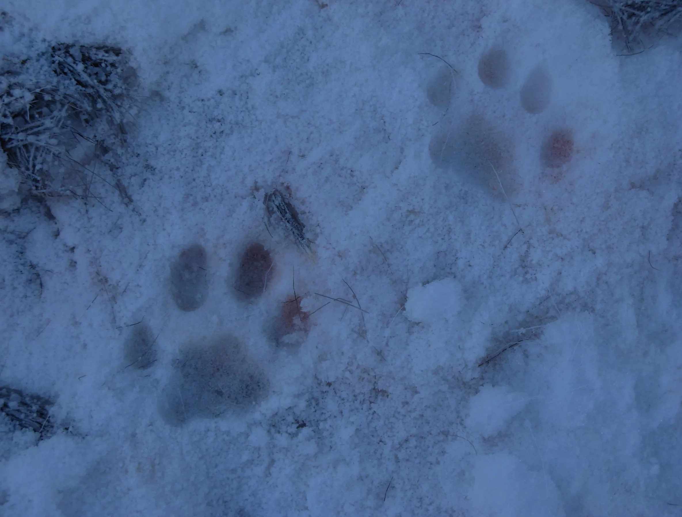 Empreinte de lynx dans la neige. © FDC39