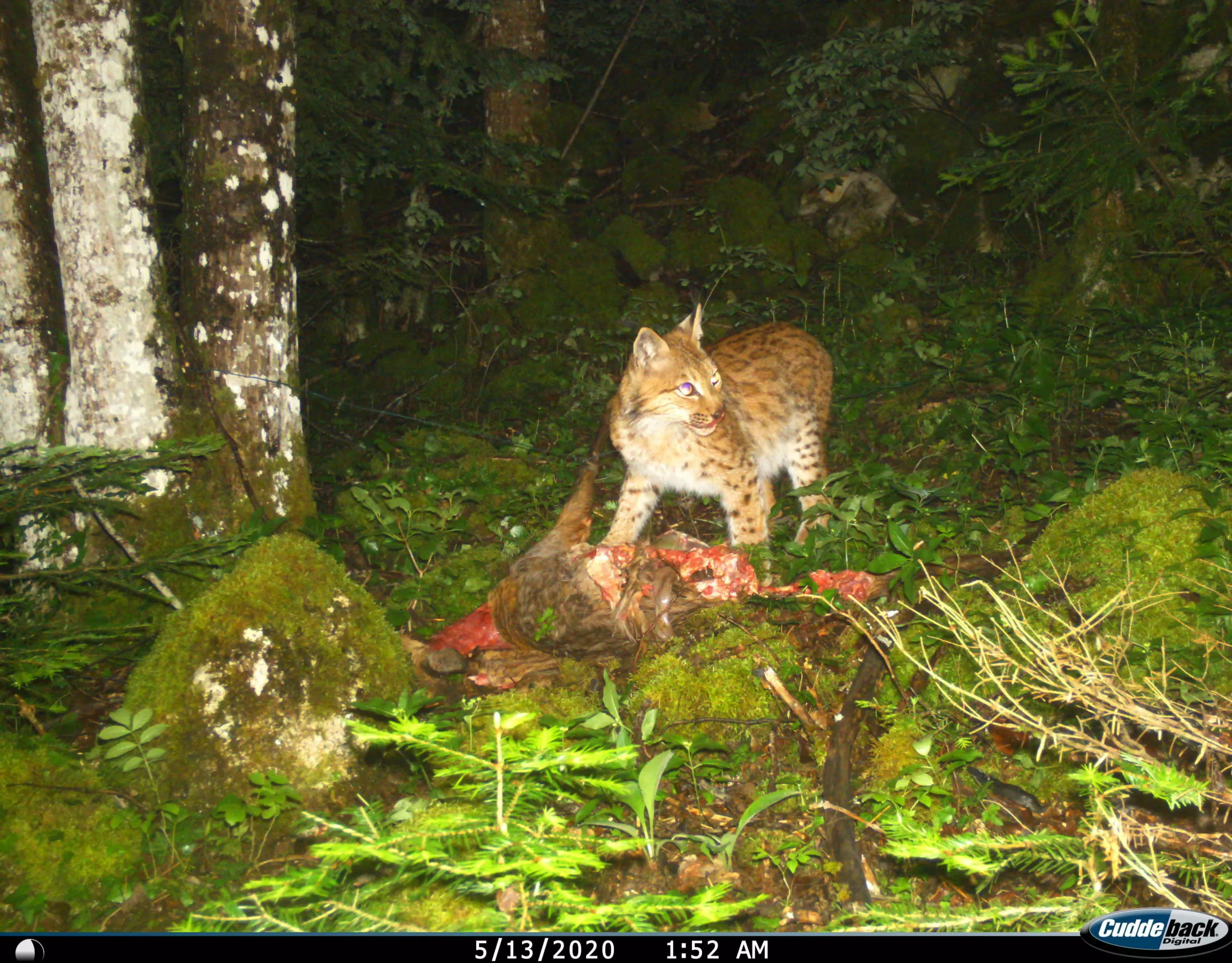 Chevreuil équipé d'un collier GPS prédaté par un lynx. L'installation d'un piège photographique permet d'identifier le lynx revenant consommer sa proie plusieurs nuits. © FDC01