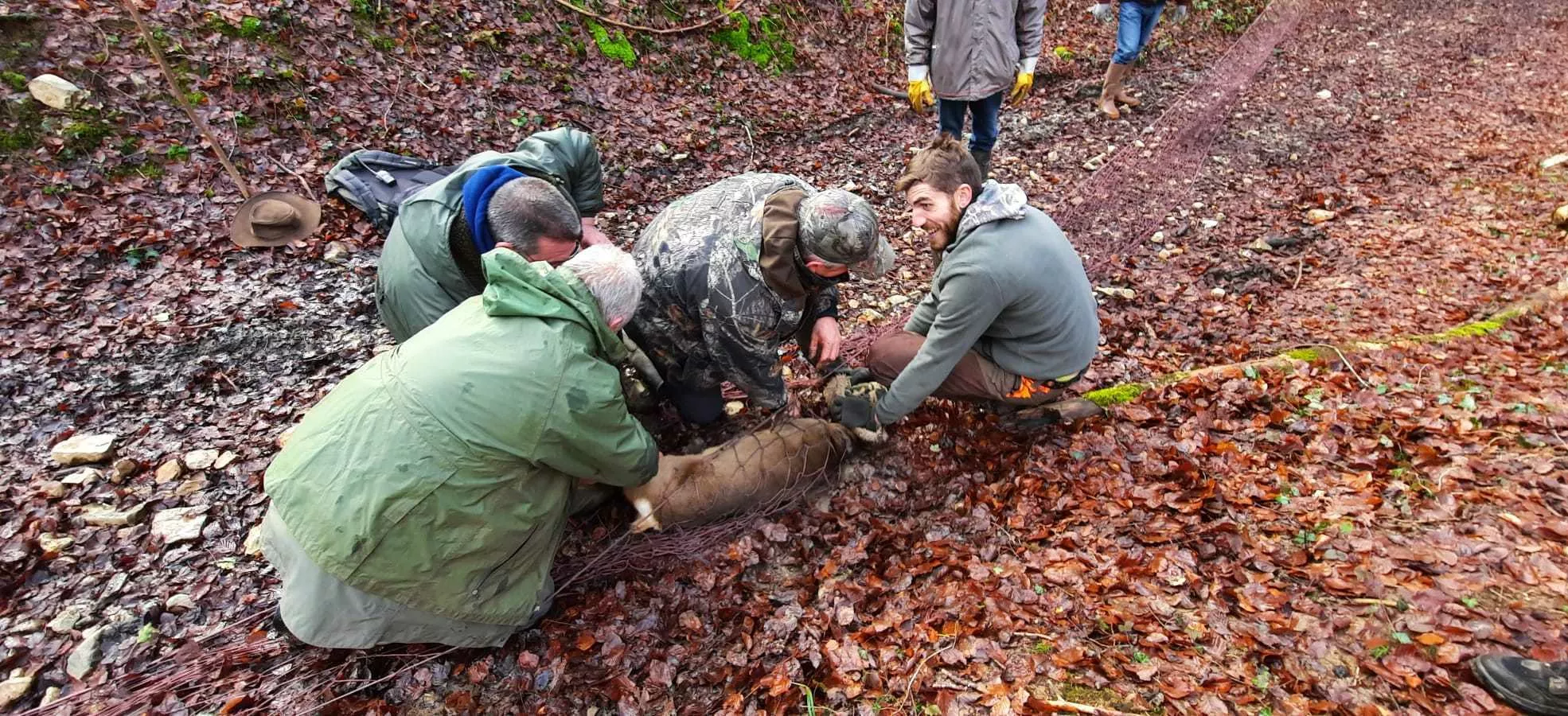 Libération d'un chevreuil pris au filet lors d'une capture par panneautage © FDC01