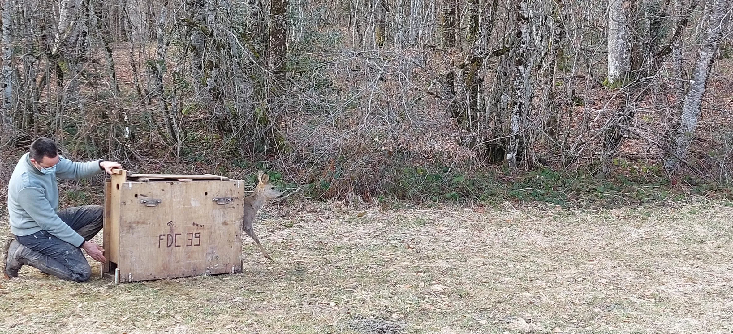 Relâché d'un chevreuil © FDC01