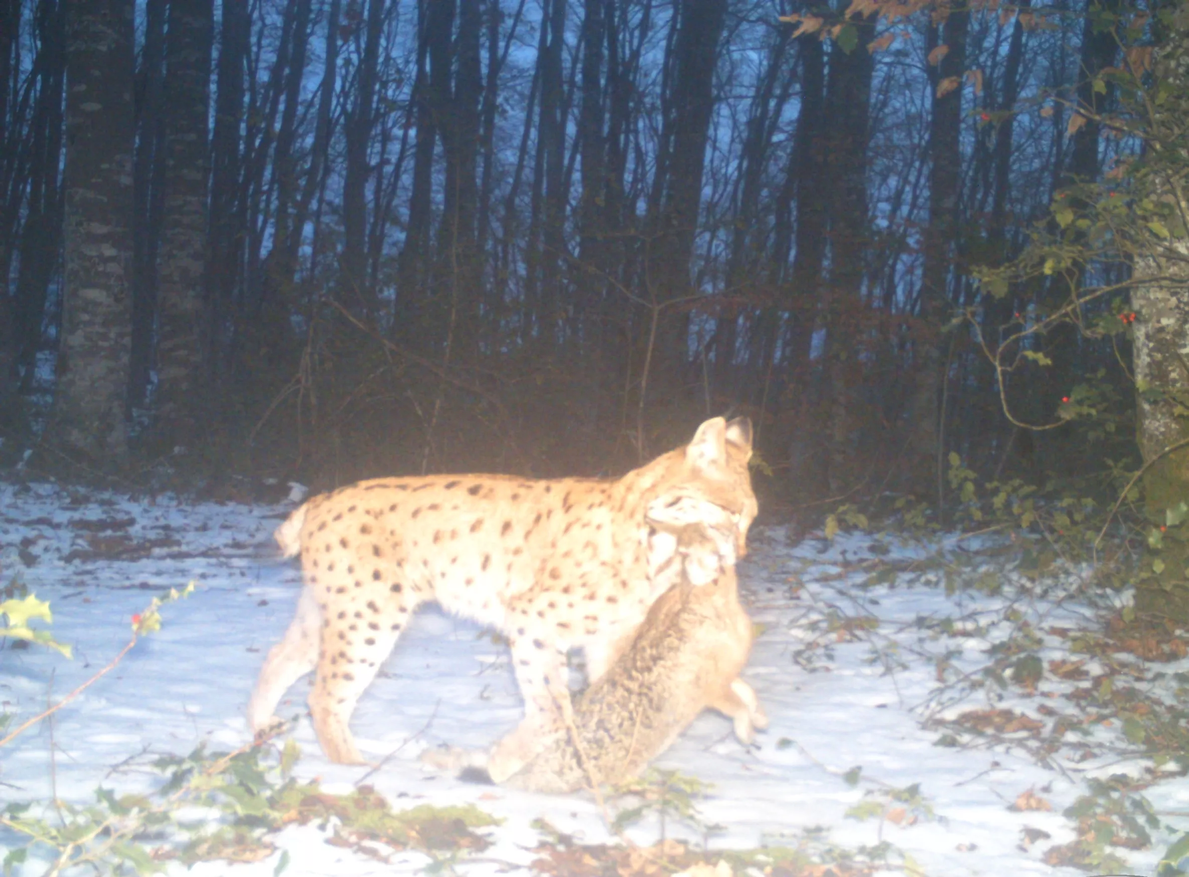 Lynx avec un lièvre dans la gueule photographié dans l'Ain © FDC01