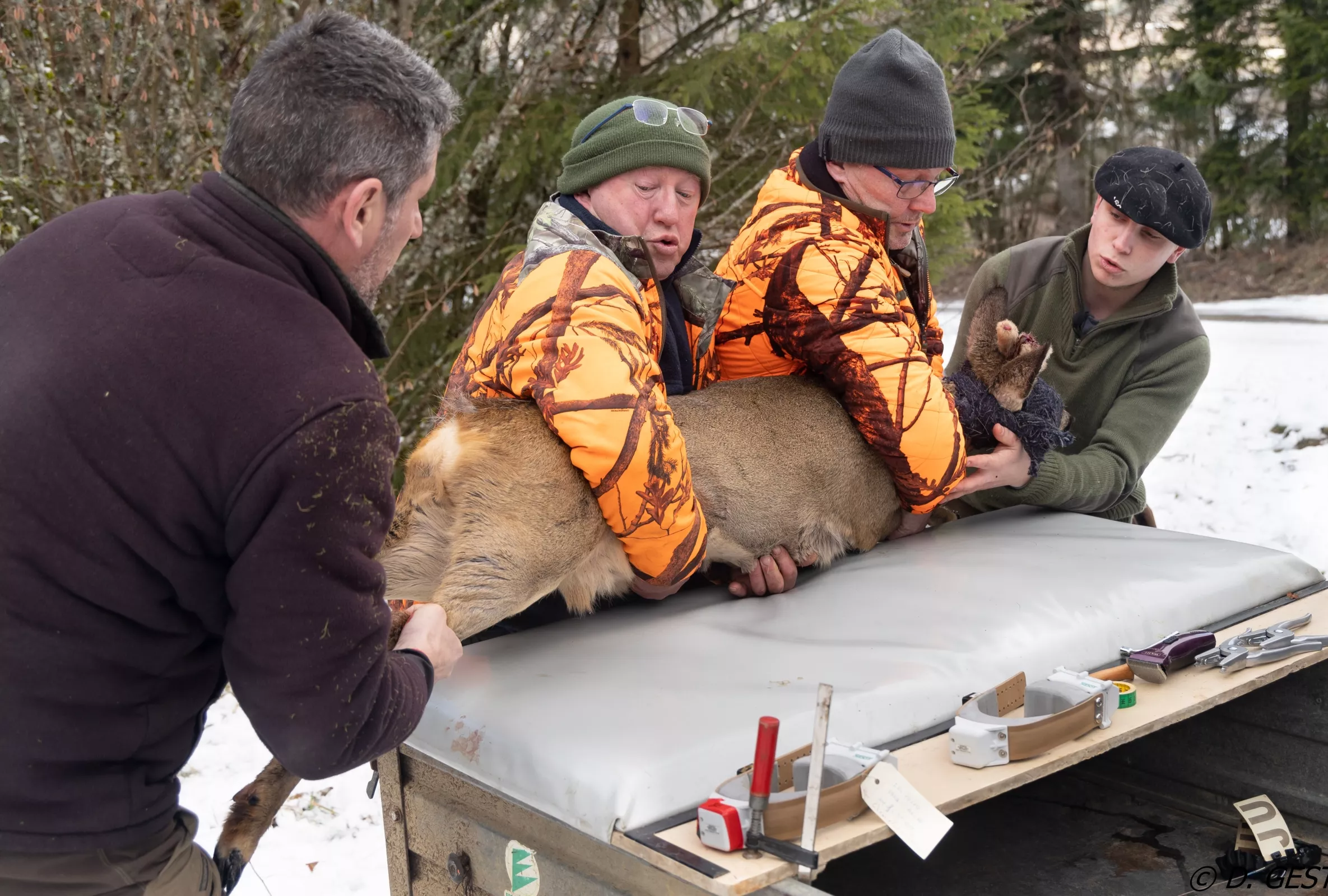 Marquage et mesures biométriques sur un chevreuil capturé dans le cadre d'ECOLEMM ©D. GEST 