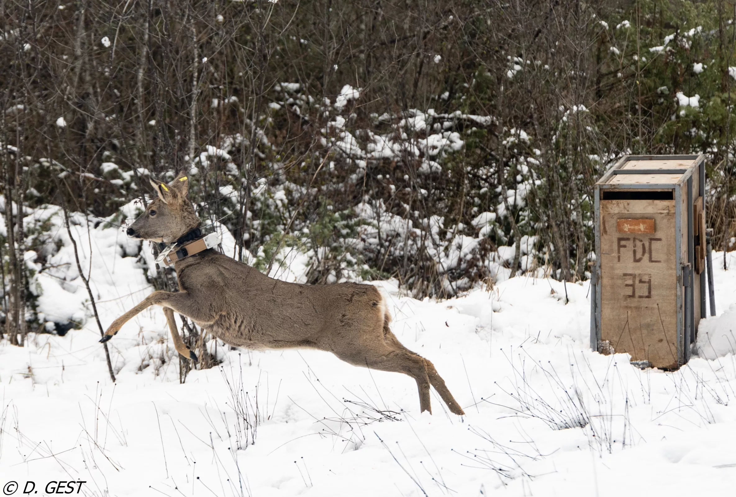 Marquage et mesures biométriques sur un chevreuil capturé dans le cadre d'ECOLEMM ©D. GEST 