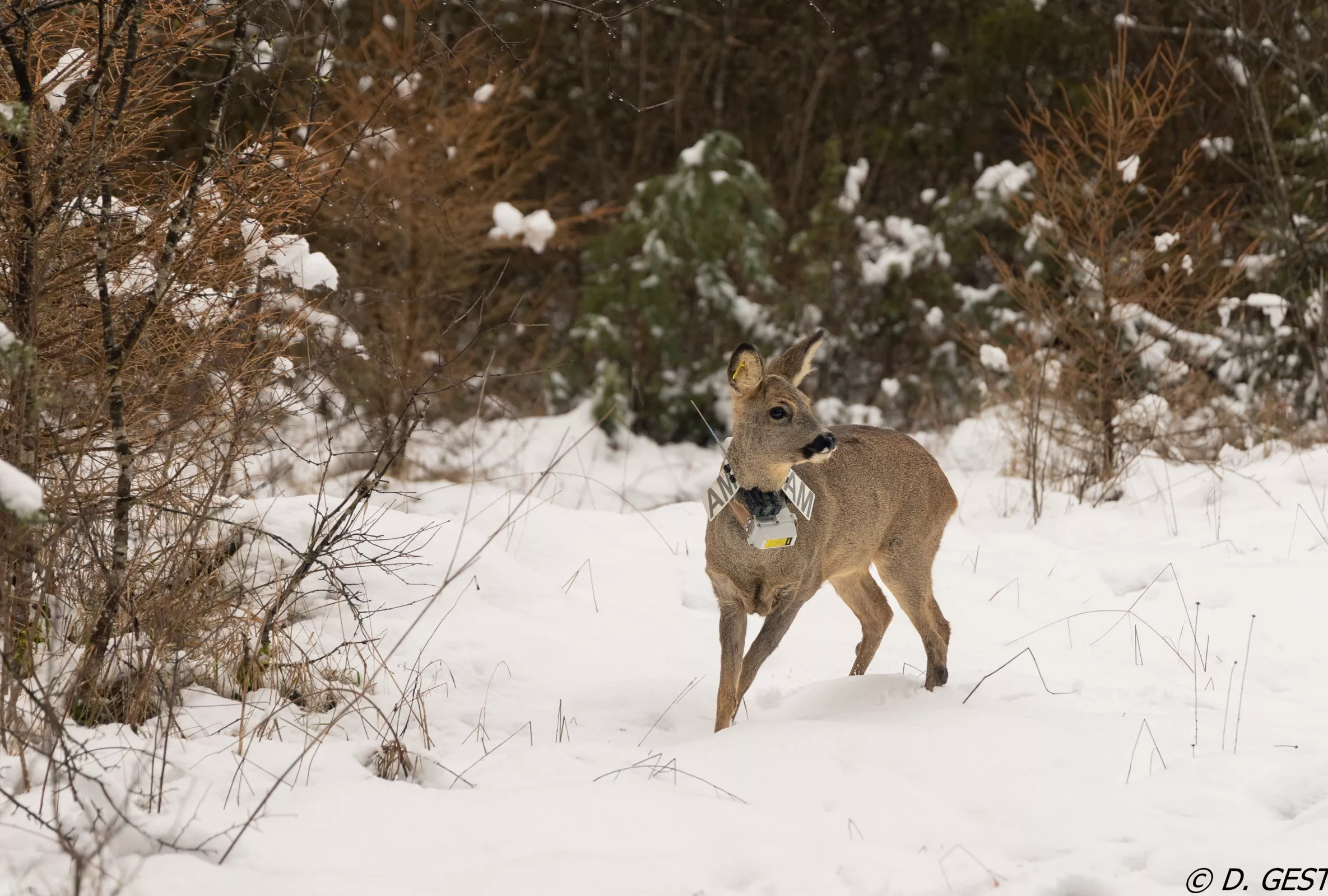 Marquage et mesures biométriques sur un chevreuil capturé dans le cadre d'ECOLEMM ©D. GEST 