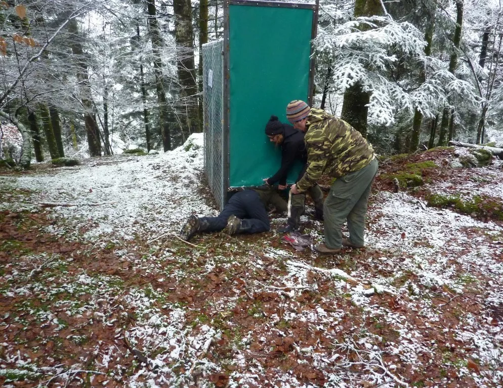 Libération d'un chamois pris dans une cage-piège © FDC39