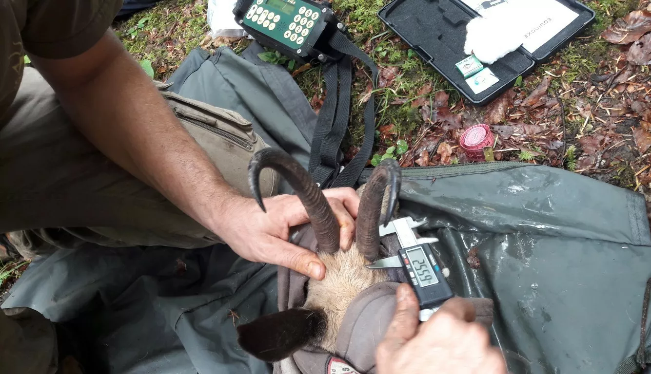 Mesure du diamètre des cornes sur un chamois capturé. Cette mesure permet de calculer un Indicateur de Changement Ecologique © FDC39