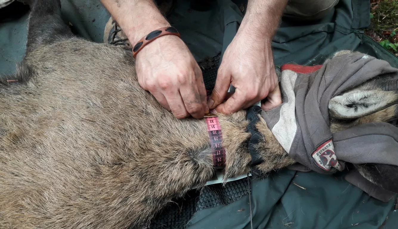 Les tours de cou sont mesurés sur chaque animal afin de poser des colliers adaptés à la morphologie de l'animal. © FDC39