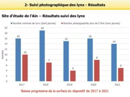 Suivi des lynx sur le site de l'Ain