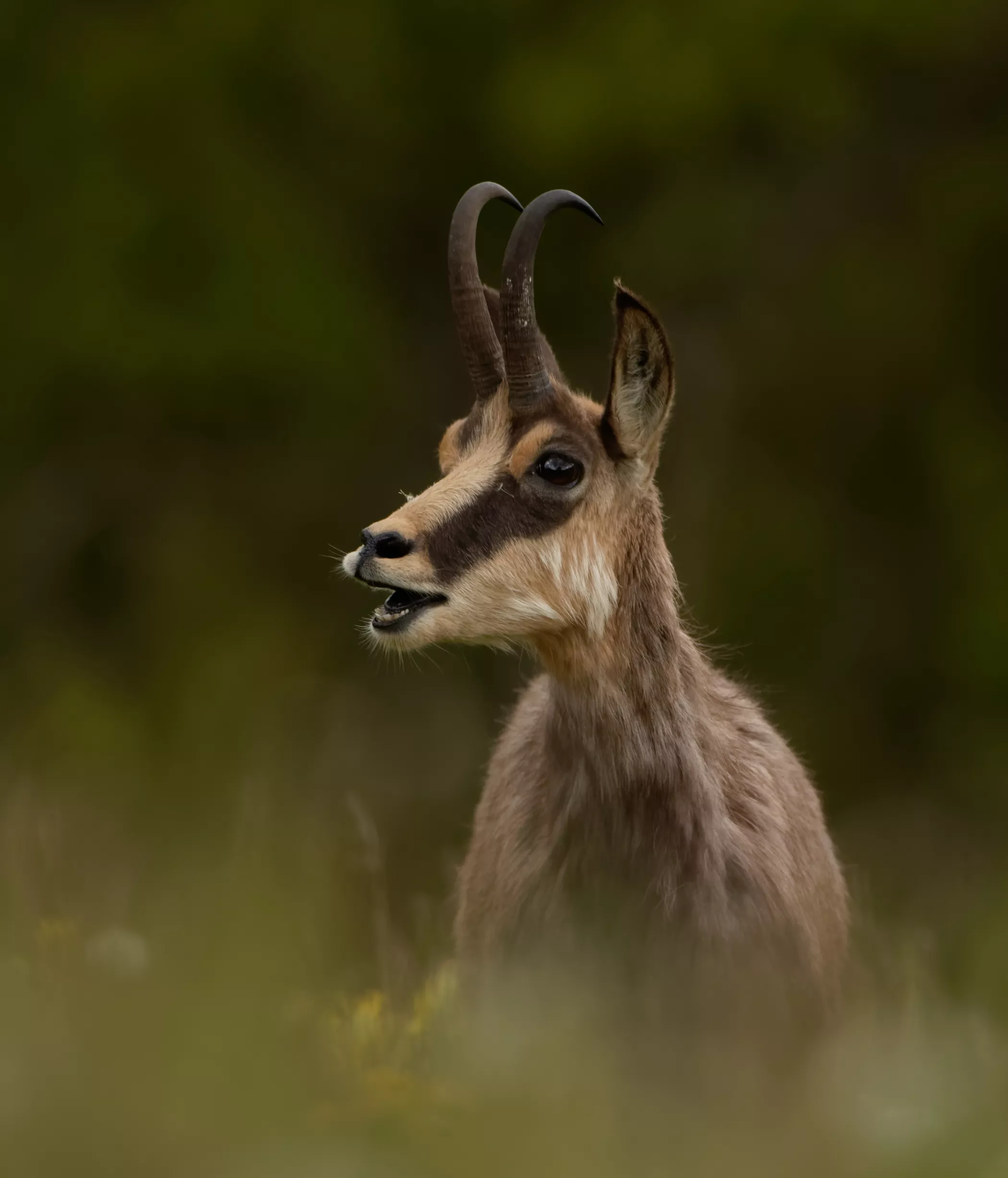 Chamois photographié dans le massif jurassien © A. DEROZE