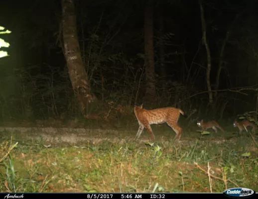 Estimation des densités de lynx sur les sites pilotes de l’Ain et du Jura par méthodes de capture-recapture photographiques spatialisées