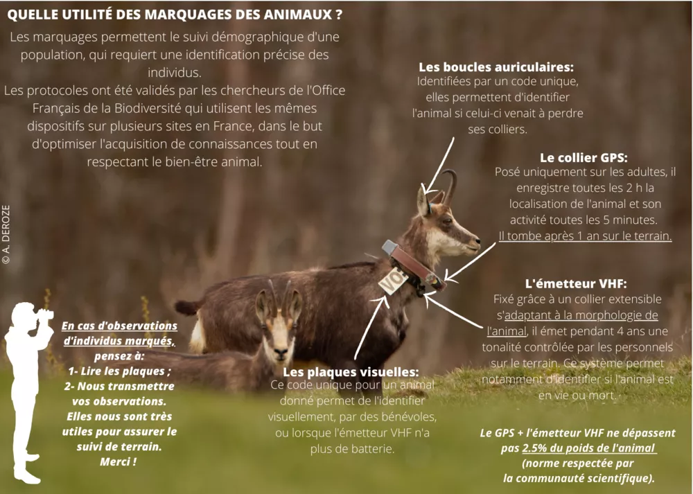 Quelle utilité des marquages des chevreuils et des chamois ? 