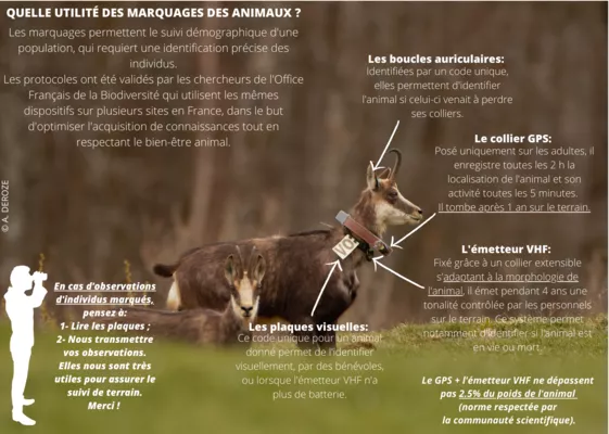 Quelle utilité des marquages des chevreuils et des chamois ? 