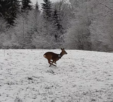 Participez à une capture de chevreuils !