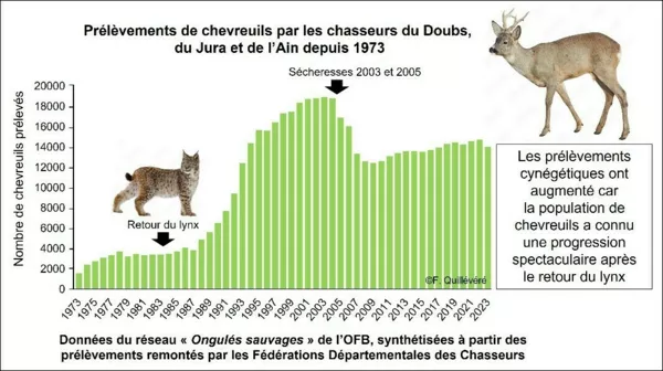 Effet de la prédation du Lynx boréal sur les populations de Chevreuils européens dans le massif jurassien : l'importance de considérer les échelles spatio-temporelles