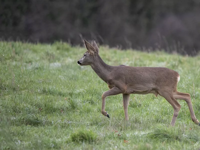 Dispersion des chevreuils : une mise en lumière par les premiers résultats