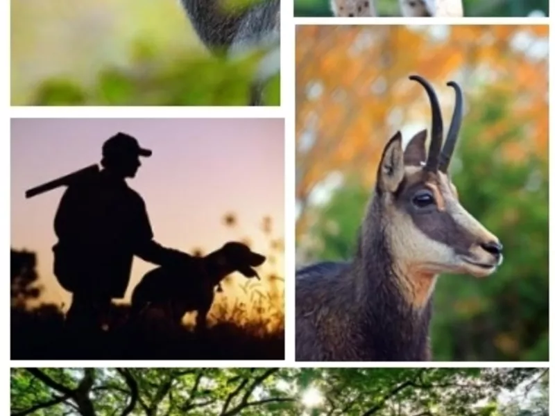 Effets de la prédation (naturelle par Lynx et anthropique par la chasse) sur l’utilisation de l’espace par le chamois et le chevreuil et les conséquences sur la végétation