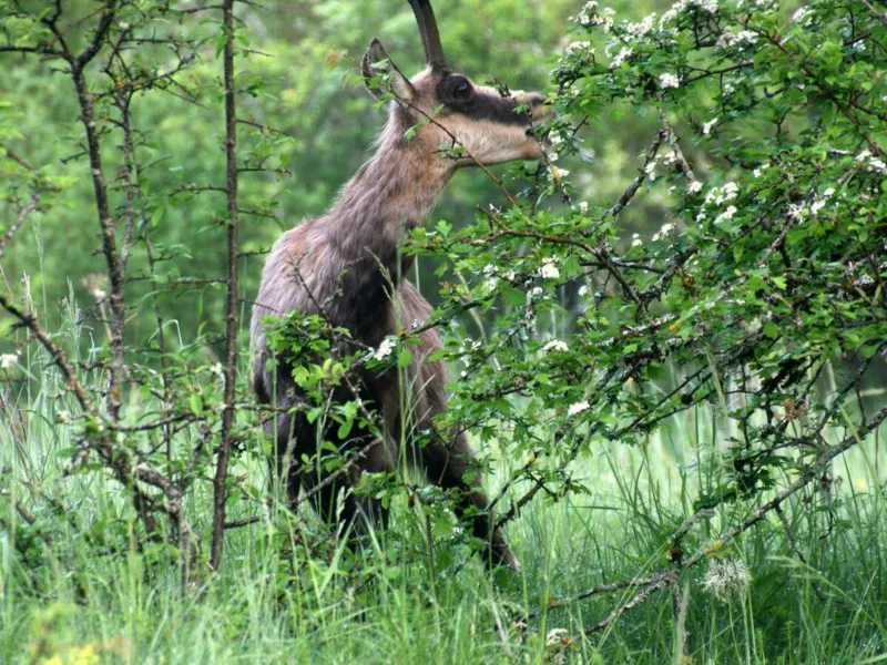 Effet de la chasse (anthropique) sur l'utilisation de l'habitat par le chamois et le renouvellement forestier