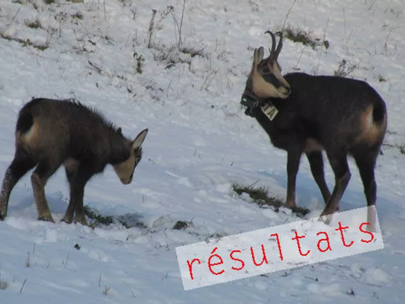 Projet 3 : Fonctionnement démographique et spatial des populations de chevreuils et de chamois 