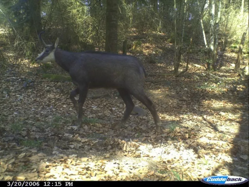 Analyse des cooccurrences d’espèces et interactions lynx-chevreuils-chamois 