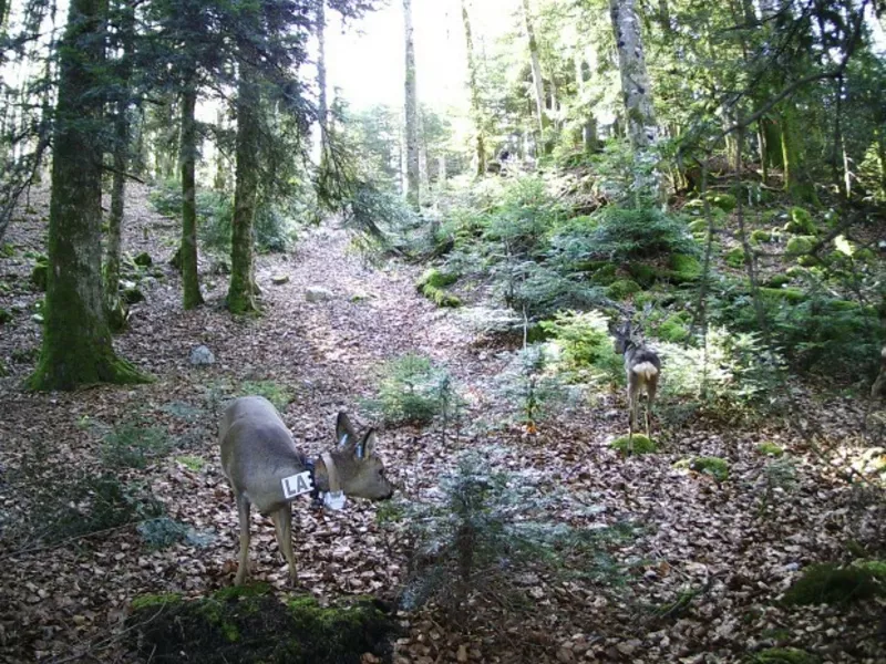 Conséquences de la pression de chasse et de prédation par le lynx sur la pression d’herbivorie des chevreuils et chamois : travaux préliminaires