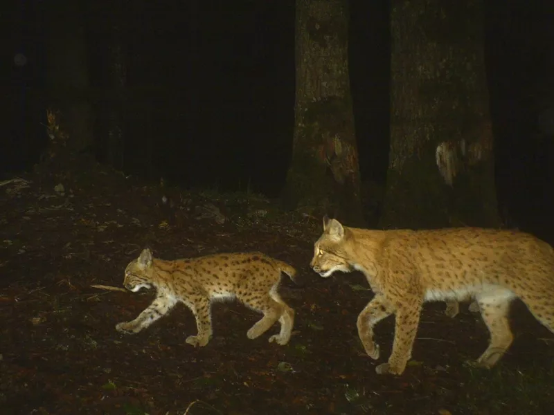 Suivi des lynx par piégeage photographique sur le site d’étude du Jura