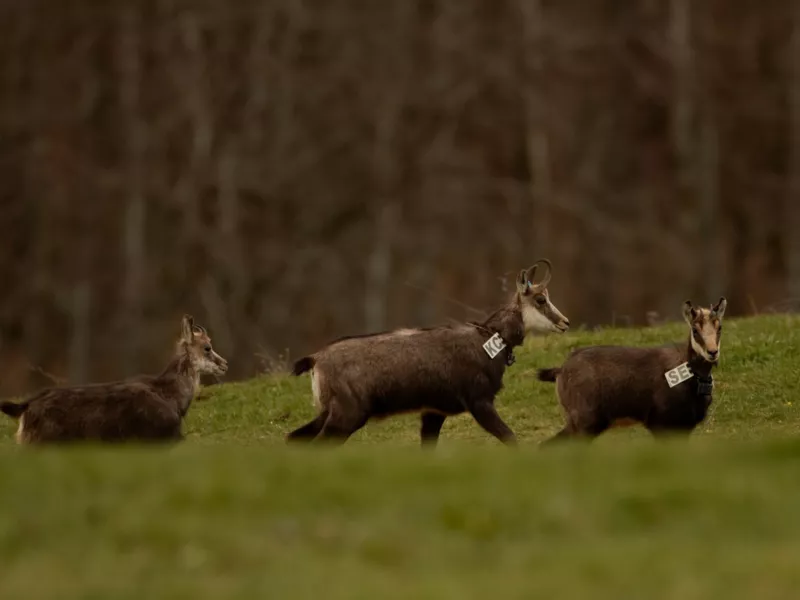 Bilan des captures et suivis sur le site d’étude du Jura