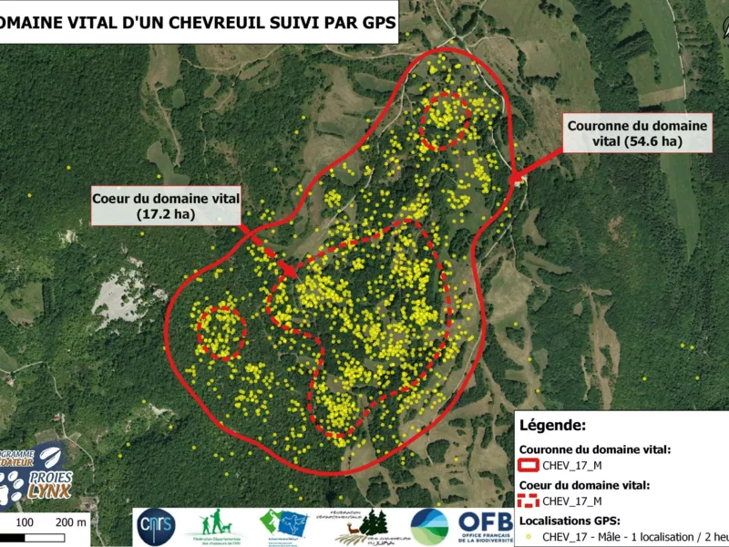 Quelques tailles de domaines vitaux de chevreuils à partir des ongulés capturés dans l’Ain