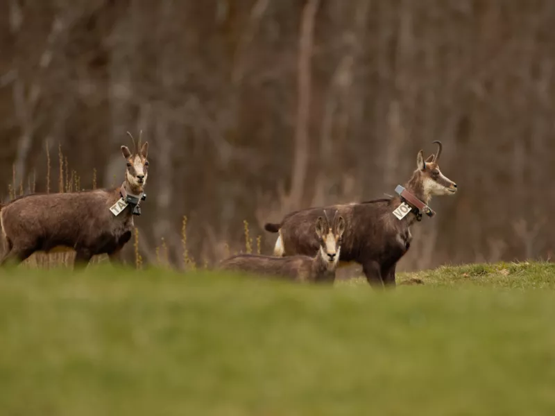 Domaines vitaux de chamois capturés sur le site d’étude du Jura