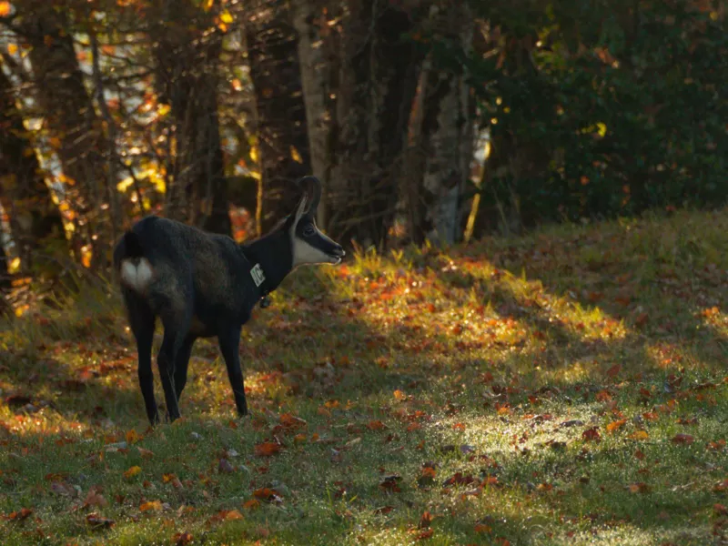 Dispersion de chamois capturés sur le site d’étude du Jura