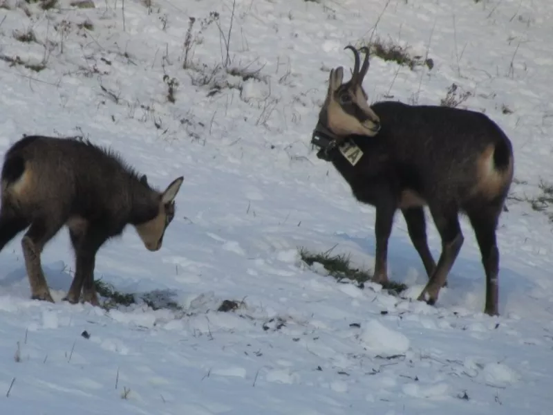 Projet 3 : Fonctionnement démographique et spatial des populations de chevreuils et de chamois