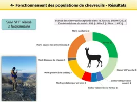Statut des chevreuils suivis dans le Jura
