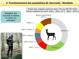 Statut des chevreuils capturés dans l'Ain