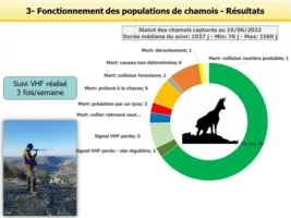 Statut des chamois suivis dans le Jura